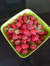 Digital Image Picture Photo Wallpaper Background Beautiful Art # 1006