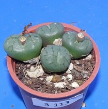 3113 Conophytum obcordellum "lambertense"; Strandfontein COP14, dostępny fito