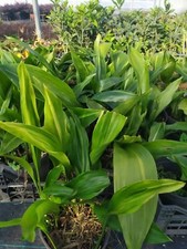 Aspidistra elatior Zebra variegata indistruttibile da appartamento