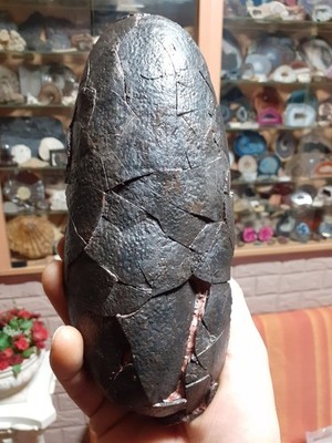 Dinosaur Egg-Oliveraptor 22CM*8CM*9CM China 145-66 Million Years Ago Dinosaur