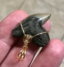 MONSTROUSLY SIZED & GORGEOUS - 1.58” PENDANT - TIGERSHARK SHARKTOOTH FOSSIL