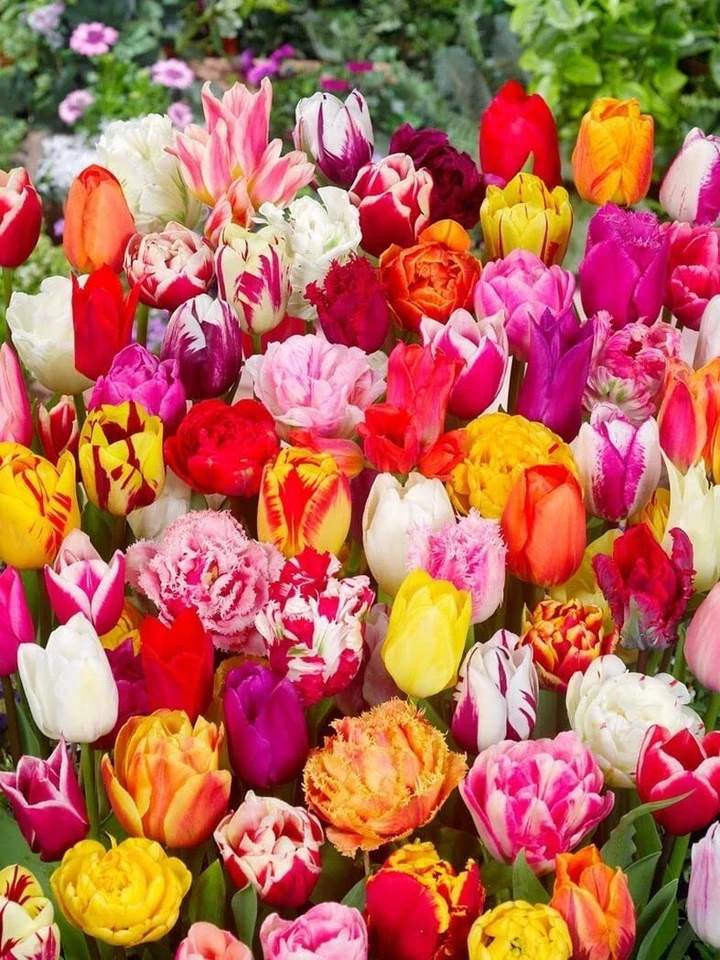 Premium Mix Pflückgarten 100 Stück Tulipa Blumenzwiebeln Tulpenzwiebeln *Frisch* - Bild 2 von 2