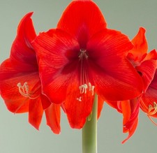 Hippeastrum Red Lion -  Amaryllis