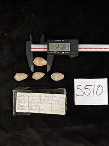 Cypraea xanthodon Shells Lot Of 4 Australia 1981 (S510)