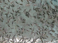 25ea, Live Blue Tilapia fry, approximately 50/50 male/female ratio.