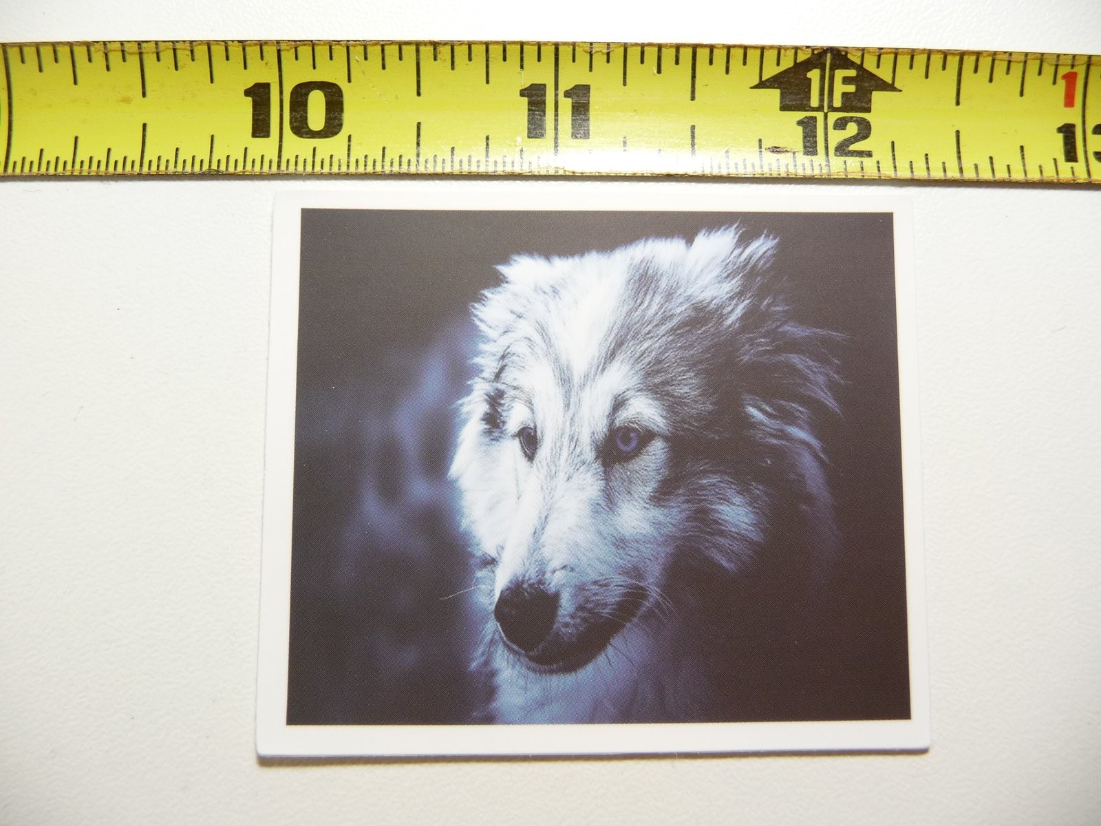 SOLEMN WOLF DECAL STICKER DOG WILD ANIMAL