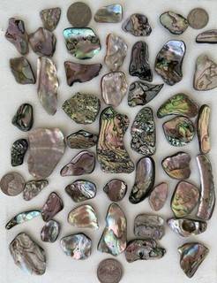 47 Pieces Of “Craft Grade” Abalone Shards Bright Colors All Sizes.