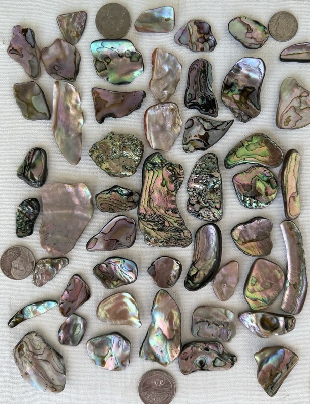 47 Pieces Of  “Craft Grade” Abalone Shards, Bright Colors, All Sizes.