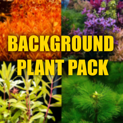 Background Aquarium Plant Package Easy growing aquarium plants fast delivery