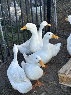 6 Peking Duck Eggs