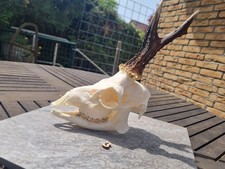 STARKER alter Rehbock Sch&auml;del mit Geh&ouml;rn  Pr&auml;parat Taxidermy