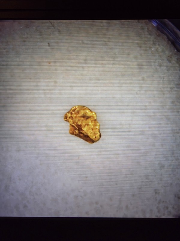 Pure Gold Nugget Colorado. Natural Small Gold Nugget .033 of a Gram, Beautiful!