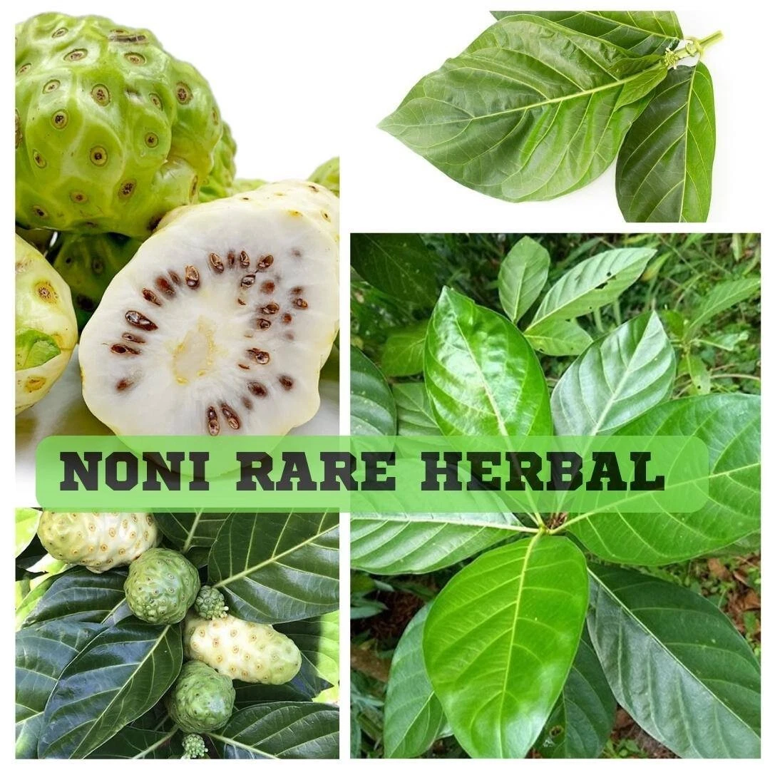 Noni plant cheap benefits
