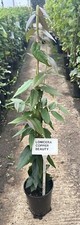 Lonicera henryi 'Copper Beauty' Climbing Honeysuckle 3ft Cane In 2l