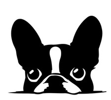 New Boston Terrier Dog Decal Sticker Black or White Vinyl Handmade Car 4  Custom