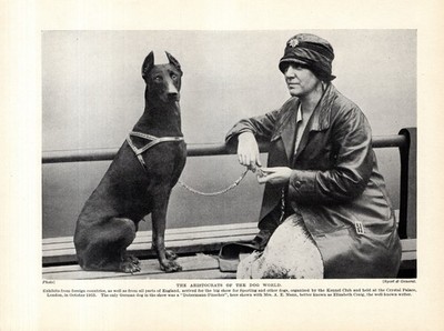 1930s Antique DOBERMAN Pinscher Print w Author Elizabeth Craig  6829p