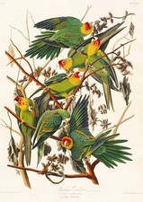 Carolina Parrots James Audubon Birds of America  Wall Art Poster Print Picture