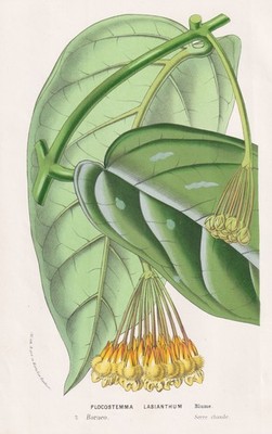 Plocostemma Lasianthum Hoya lasiantha Borneo botany Botanik Houtte Lithographie