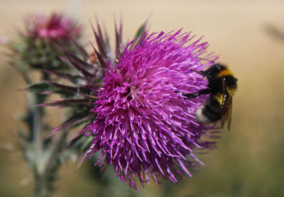 Foto 6x4 Hummel auf Distel Sutton\/TM3045 vom Fußweg aus gesehen l c2008