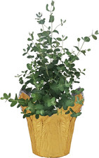 Live Eucalyptus Herb - Fresh, Aromatic  Air-Purifying Plant for Your Home