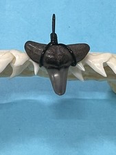 SHARK TOOTH PENDANT…5/8 Inch Fossilized LEMON Shark Tooth from Venice Florida 