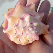 Natural Pink Shell Conch Coral Sea Snail Starfish Home Ornament Fish Tank Decor