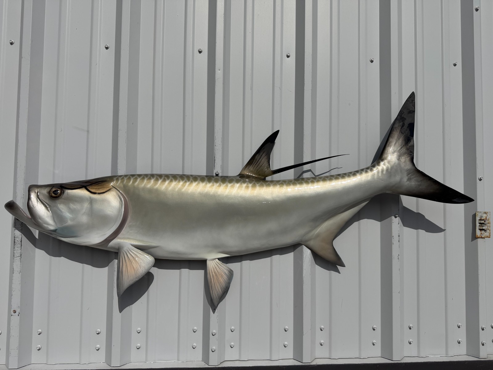 57" Tarpon Half Mount Fish Replica - Quick Production