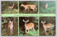 Shenandoah National Park VA Deer Postcard - White-tailed Wildlife Klassic Kard