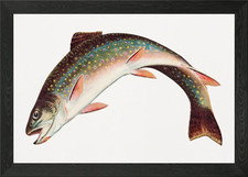 Leaping Brook Trout fish Framed Wall Art Poster Canvas Print Picture