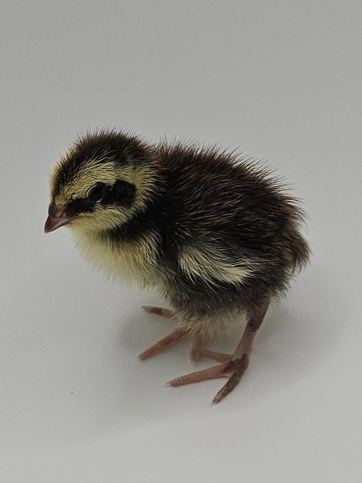 72 huevos para incubar codorniz Coturnix - Celadon azul verdadero Foto 4 de 4