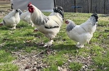 6  3 Pure Light Brahma Hatching Eggs Beautiful White  Black Breed Pure Bred