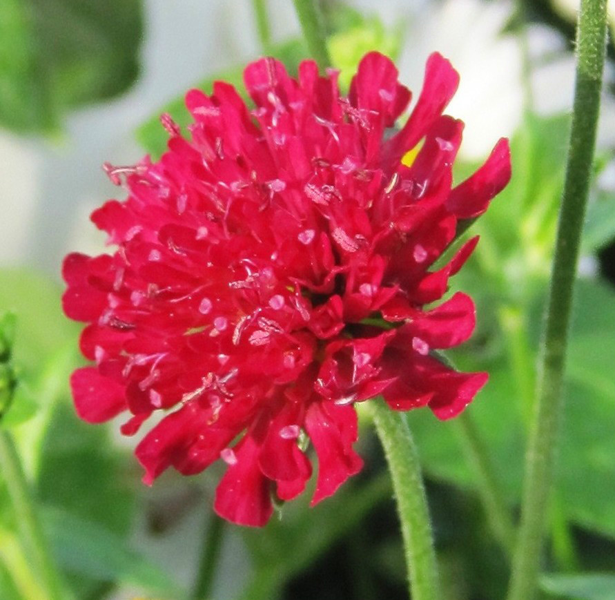 KNAUTIA, MIXED COLORS 100 SEEDS, RED, PINK, LAVENDER, PERENNIAL *EZ TO ...