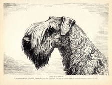 1930s Antique Kerry Blue Terrier Print Wall Art Decor Chapman Illustration 5621e