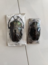 Cheirotonus for collectors | large Euchiridae