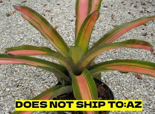 Aechmea Bromeliad Alvarez Variegated Live Plant Exotic 6-8 In Pot 17-27 ...