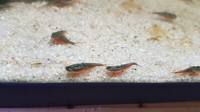 TRIOPSSHOP Triops Australiensis verde cangrejo primitivo con aproximadamente 50 huevos incl. alimento
