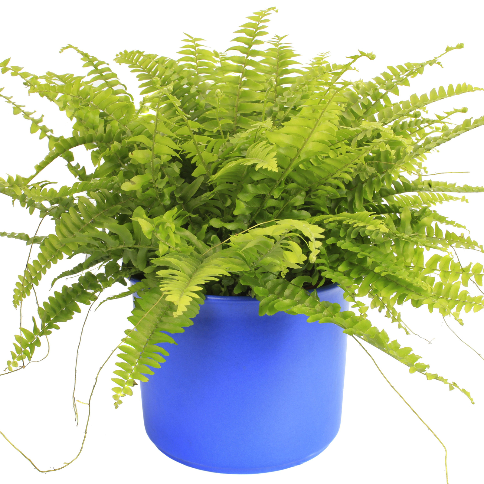 1 x Boston Fern Evergreen 25-35cm Potted House Plant for Sale - Image 3