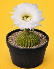 Echinopsis mamillosa SEEDS -  - SEMI di Cactus Raro
