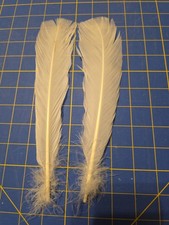Y207 Pair Holland White Turkey Tail Feather