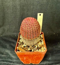 Echinocereus pectinous v. rubrispinus, cactus plant