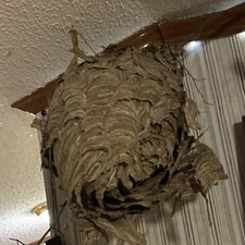 Papery Wasp Paper Nest Real Insect Nest