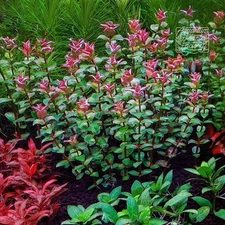 Rotala Pearl Mini | Aquarium Plants Factory®