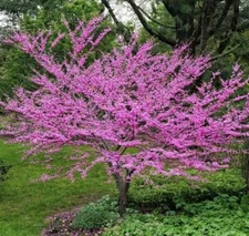 Eastern Redbud Tree Seedlings for Planting - Pink Spring Flowers - No Ship to CA