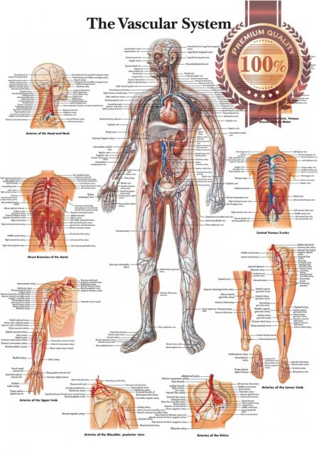 Human Anatomy Chart Online