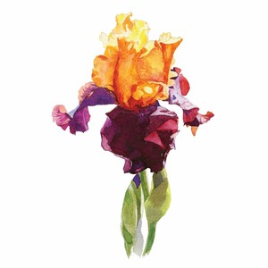 Iris-Floral-Watercolor-Artwork-Shelf-Wall-Floral-Square-Sign-Size-12x12