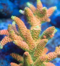 -CC- Live coral 1-2” Frag Rainbow Milliepora Acropora SPS Coral  Reef Tank