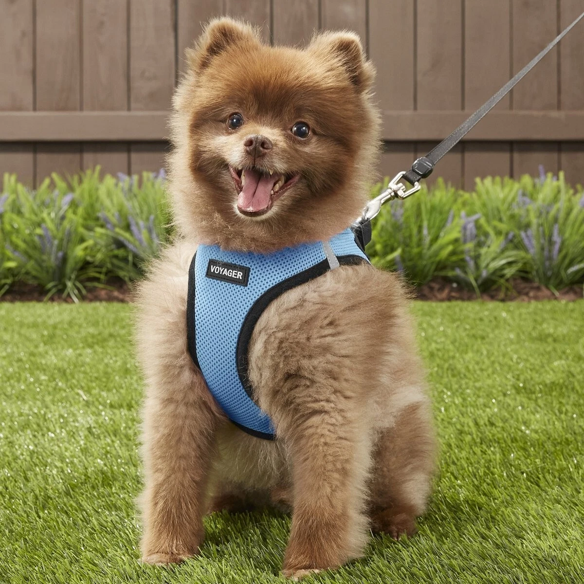 Voyager mesh dog harness sales