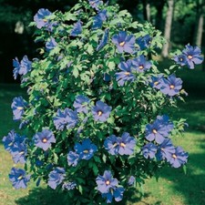 Hibiscus Syriacus Oiseau Bleu Pot 3L | Fleur Bleue Géante Rustique Été