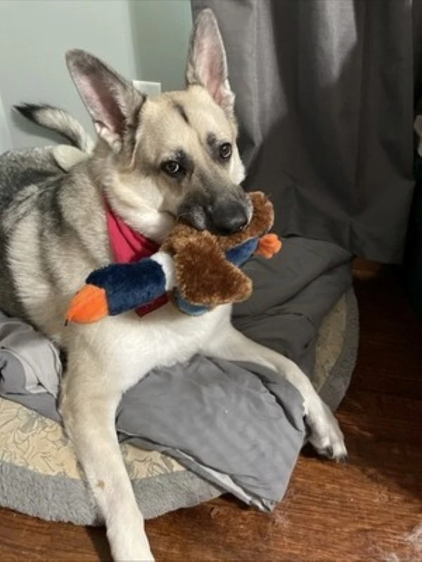 LOTE DE 3, Hartz Nature's Collection Quackers Peluche Pato Perro Juguete Grande, TOTALMENTE NUEVO Foto 2 de 4