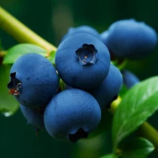 200+ EUROPEAN BLUEBERRY SEEDS RARE AUTUMN LOW BUSH SWEET DELICIOUS USA FREE SHIP